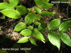 Bush Honeysuckle